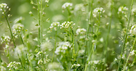 small white flowers in nature