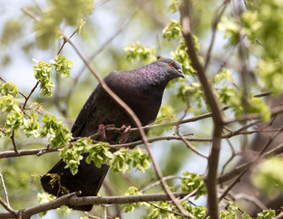 dove on the tree in nature