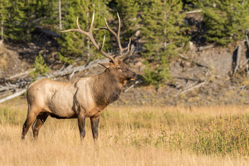 Bull Elk During the Fall Rut