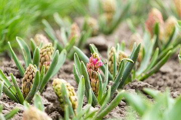 green leaves of a flower in the garden outdoors