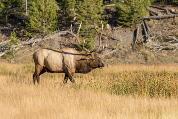 Naklejka premium Bull Elk During the Fall Rut