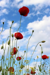 Red poppies after a rain with a blue sky and clouds in the backgroundes after rain 