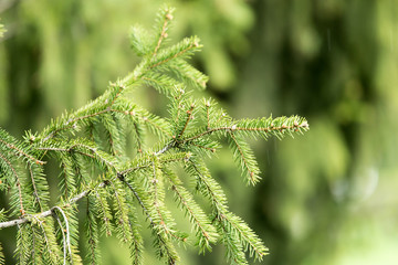 Beautiful green coniferous tree in nature