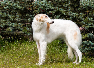 Borzoi Russian looks back. The Borzoi Russian dog is on the green grass.