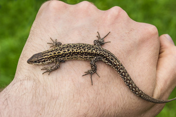 lizard in hands of the person, small reptile