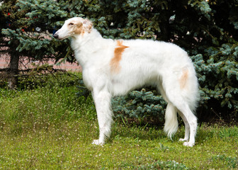 Borzoi Russian profile. The Borzoi Russian dog is on the green grass.