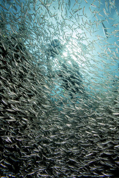Photographer on coral reef.