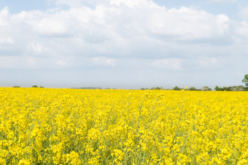 Field full of yellow rape flowers
