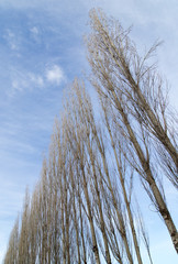 bare branches of a poplar against the blue sky