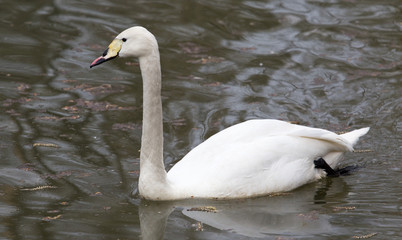 White swan floating on the lake