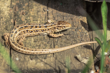 Naklejka premium The brown lizard, Lacerta agilis. Russia.
