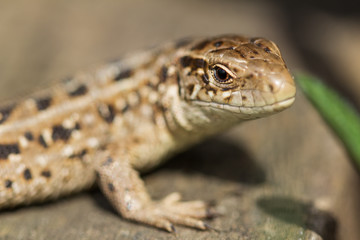 The head of the sand brown lizard, Lacerta agilis. Russia.