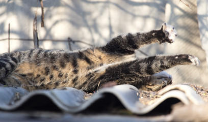 cat on the roof of a house on nature