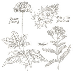 Illustration of medical herbs ginseng, potentilla, milfoil. - obrazy, fototapety, plakaty
