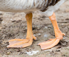 Duck legs on the ground in nature