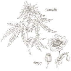 Illustration of medical herbs cannabis, poppy.