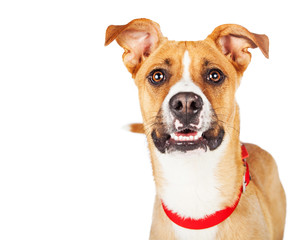 Closeup Large Crossbreed Yellow Dog Looking