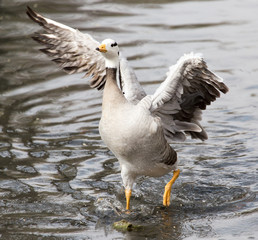 duck in the lake in nature