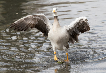duck in the lake in nature