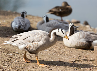 Duck in a park on the nature