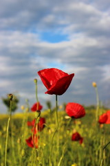Red poppies after a rain with a blue sky and clouds in the background