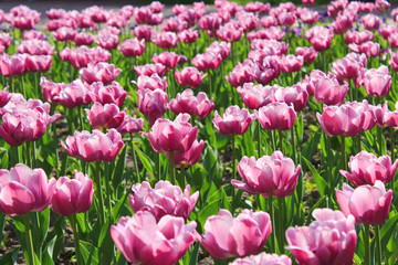 lilac tulips on the flower-bed