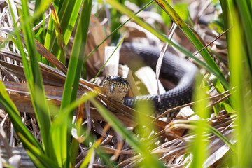 The grass snake Natrix Natrix basking in the sun.
