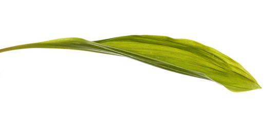 Obraz premium lily leaves. isolated on white background