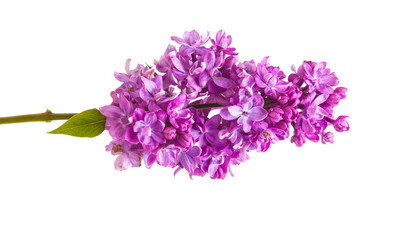 Flowering branch of lilac. isolated on white background