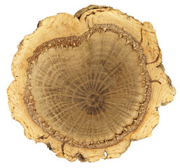 Cork oak, lat. Quercus suber. Three distinct rings of xylem, phloem and a thick ring of outer cork...