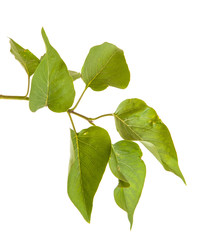lilac leaves on a branch isolated on white background