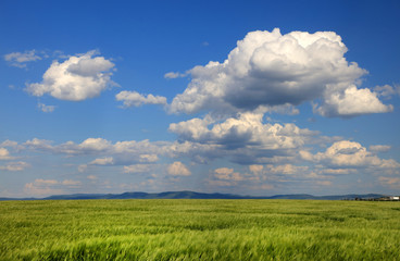 Field of wheat with cloudy blue sky