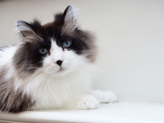 Brown White Cat Photos Royalty Free Images Graphics Vectors