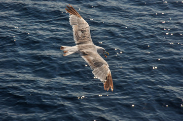 Seagull flying above water