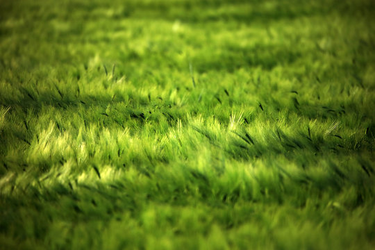 Abstract image created by the wind blowing in field of green barley
