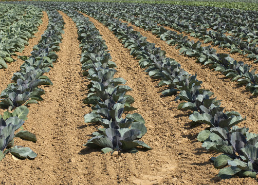 Rows of cabbages in field, Roscoff, France