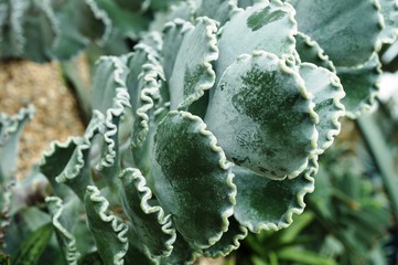 Green rosettes of succulent plant