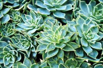 Green rosettes of succulent plant