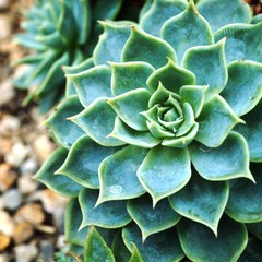 Green rosettes of succulent plant