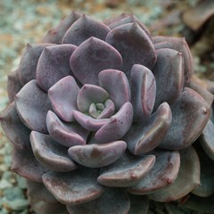 Green rosettes of succulent plant