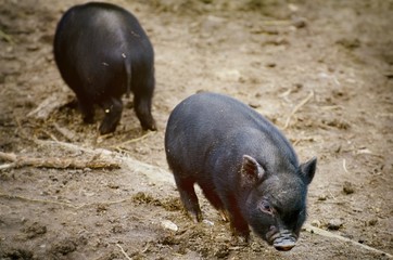 Two Small Pigs