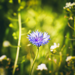 Cornflower