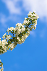Blooming Chinese crab in spring
