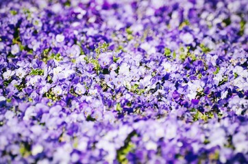 Obraz premium Pansy Flower Bright Background