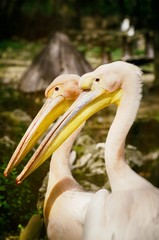 Pelicans in Love