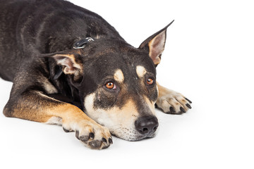 Lonely Adult Rescue Dog Laying