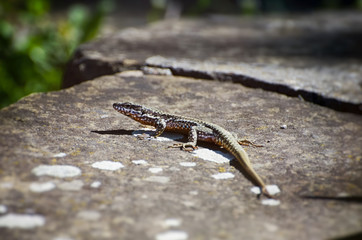 Small Lizard at Stone