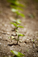 Spring Sprout Row