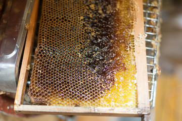 unfinished honey making in honeycombs