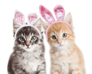 Fototapeta premium Two kittens wearing Easter bunny ears